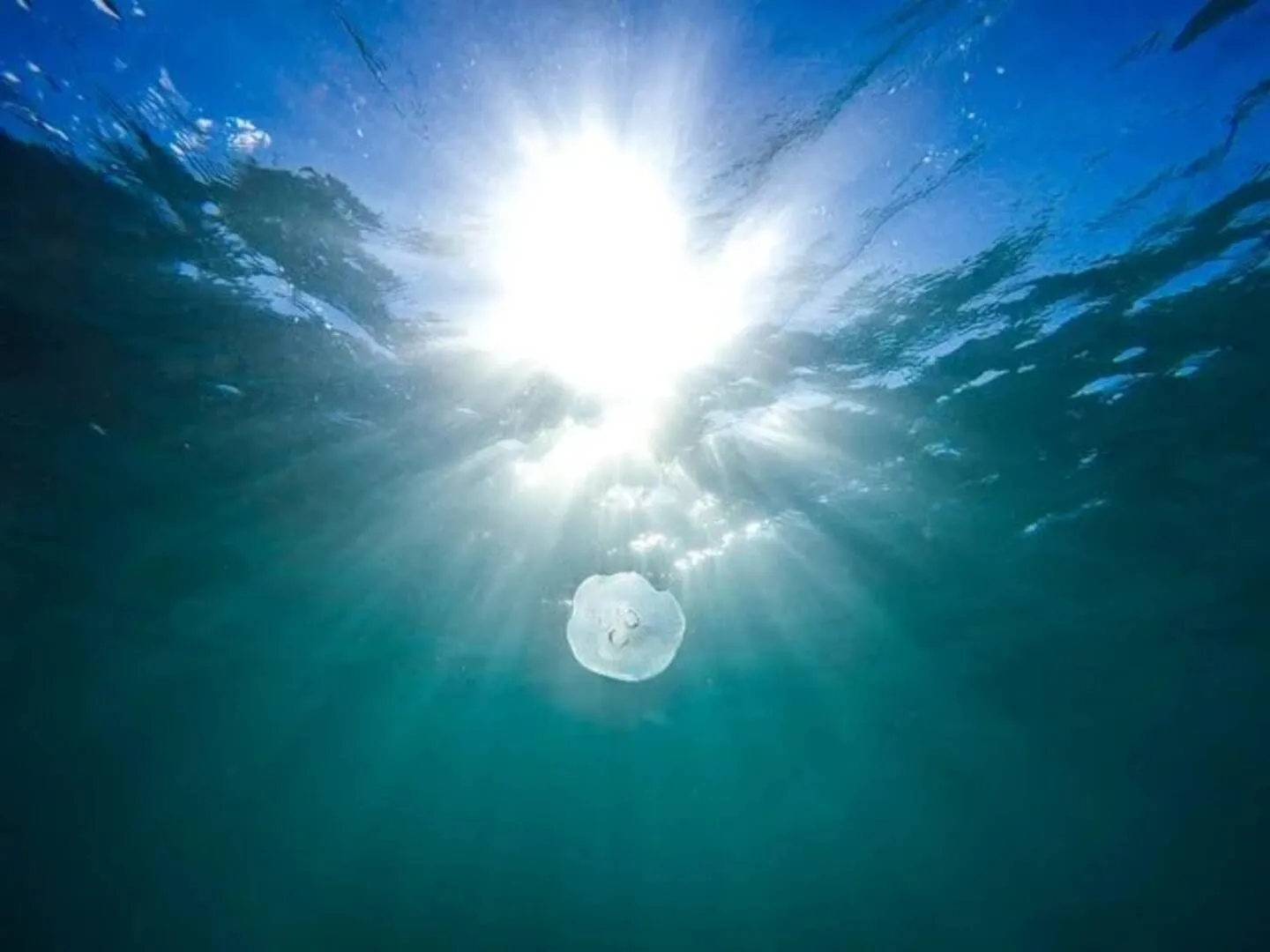 Sunlight breaking through the surface of the sea, seen from underwater